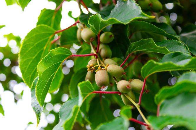 Aktinidia pstrolistna