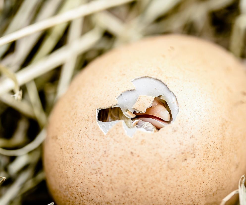 Mikroplastik deformuje kurczaki już na poziomie embrionów. Tak, to przestroga także dla ludzi
