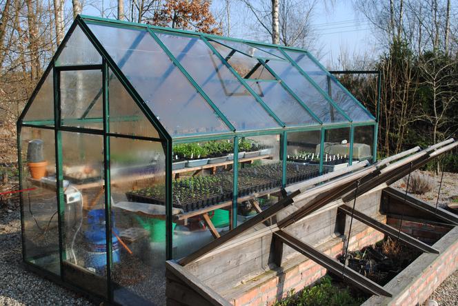 Warzywnik Katarzyna Bellingham