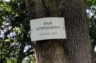 Pomniki przyrody w Parku Strzeleckim w Tarnowie