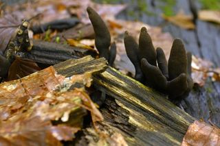 Palce umarlaka” w bieszczadzkich lasach