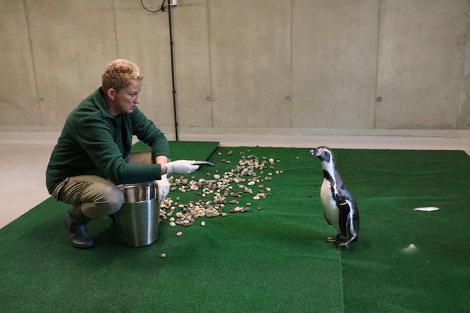 Chorzów: Otwarcie zoo i OGROMNA kolejka! Każdy chce zobaczyć pingwiny
