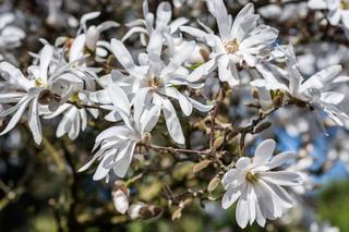 Chora magnolia [Porada eksperta]