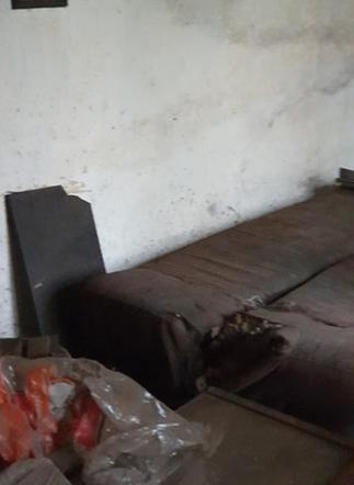 Makabra pod Płockiem! "Z głodu zjadały same siebie, spały w dywanie z odchodów" [ZDJĘCIA]