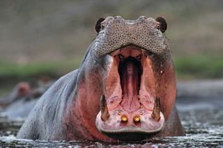 NIESAMOWITE! Hipopotam uratował antylopę gnu przed krokodylem! [WIDEO]