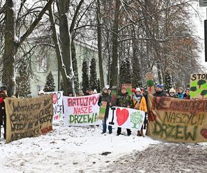 Zostawcie drzewa w spokoju. Mieszkańcy Wołomina protestują przeciwko wycince 