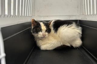 Zwierzęta uratowane z Toruńskiej Kociej Straży