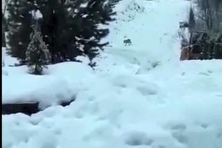 Przez wilki ludzie boją się wychodzić z domów