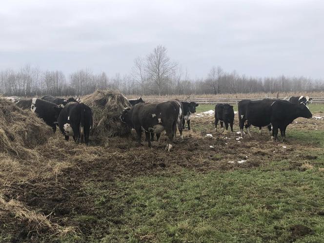 Stado krów w lubelskiej wsi stoi pod gołym niebem. "Tyle lat tak żyły i nic im nie było"