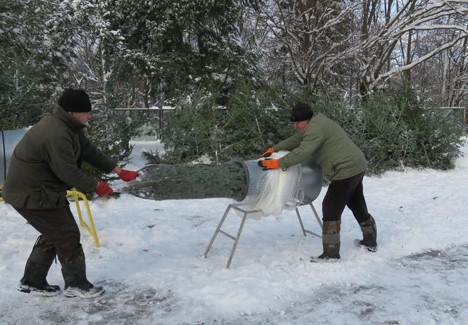 Ceny choinek 2024. Ile trzeba zapłacić za naturalne drzewko? 