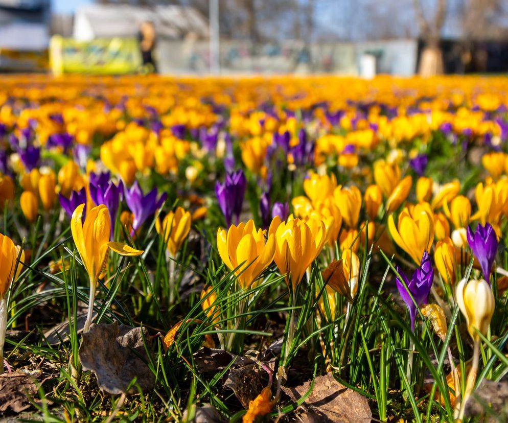 Krokus - Crocus - opis krokusa. Kiedy sadzić krokusy do gruntu i jak je uprawiać?