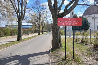 Aleja starych drzew w centrum Bydgoszczy starciła ochronę. Skąd taka decyzja?