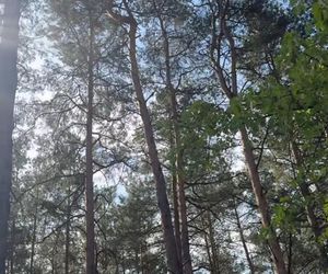 Julia Wieniawa zamieszkała w lesie