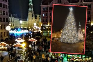 Nowa choinka we Wrocławiu. Prawie jak z lasu 