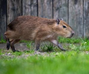 Nowi lokatorzy w łódzkim ZOO! To wielki powrót tych uwielbianych zwierząt