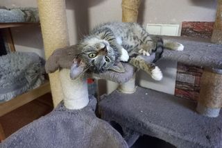 Poszukiwani wolontariusze do pomocy w Kociarni w Lesznie [ZDJĘCIA]