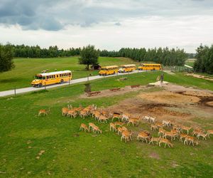 Safari w Polsce? Taka wyprawa możliwa w Świętokrzyskiem!