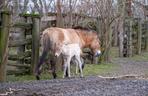 Klaczka konia Przewalskiego z matką Pimą w warszawskim ZOO