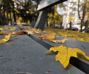 Jesień w Ogrodzie Botanicznym UKW. To ostatnia szansa na spacer wśród złotych liści!