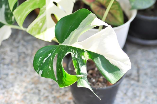 Monstera variegata