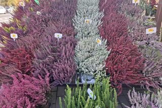 Jakie kwiaty na Wszystkich Świętych? ZDJĘCIA