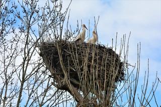 Świętokrzyskie: Wiosenne porządki w gniazdach bocianów