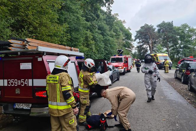 Tragedia na pielgrzymce. Osiem osób ciężko pożądlonych przez szerszenie 