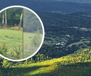 Puma na wolności? Gmina ostrzega mieszkańców