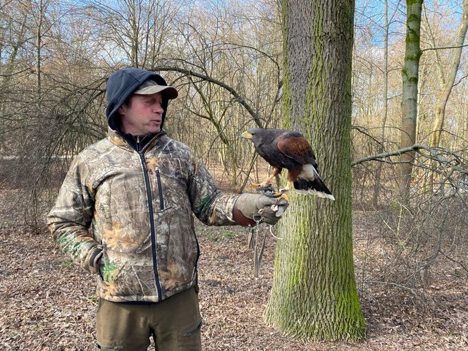 Drapieżnik lata nad „Aleksandrią”. Jastrząb Grażyna płoszy gawrony