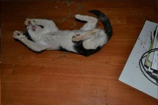 koty na kocimiętce.