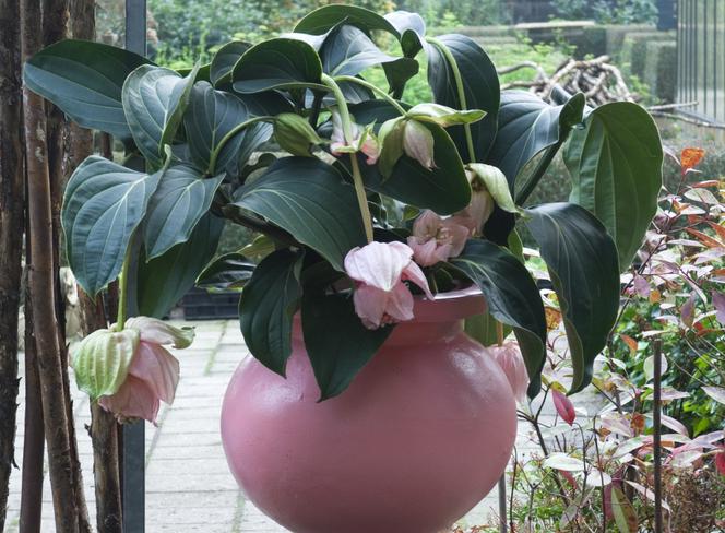 medinilla