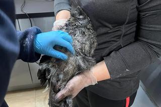 Puszczyk wpadł do komina [GALERIA]