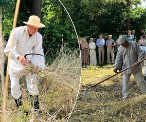 Żniwiarze wrócili do korzeni. Niezwykły pokaz