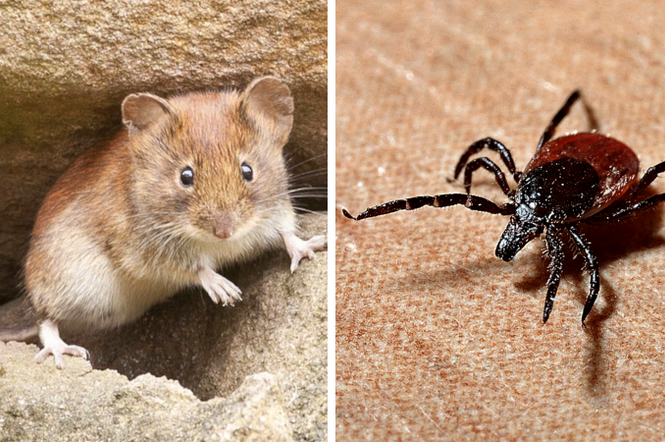 Grozi nam inwazja myszy i kleszczy?