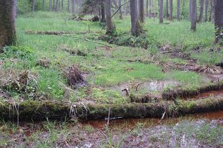 To najładniejszy las w woj. warmińsko-mazurskim. Wybrała go sztuczna inteligencja. Zachwyca naturalnością i historią