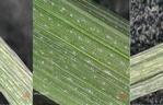 Obrazy z mikroskopu optycznego przedstawiające fragmenty roślin od lewej - bez nawozu, z nawozem CRF oraz z nawozem komercyjnym.