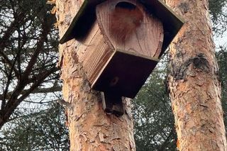 Wiewiórki wybrały sobie na opiekuna pana Krystiana. Założyły rodzinę tam, gdzie się ich najmniej spodziewał
