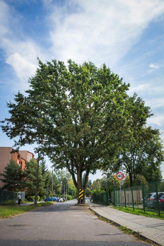 dąb szypułkowy (Quercus robur L.)