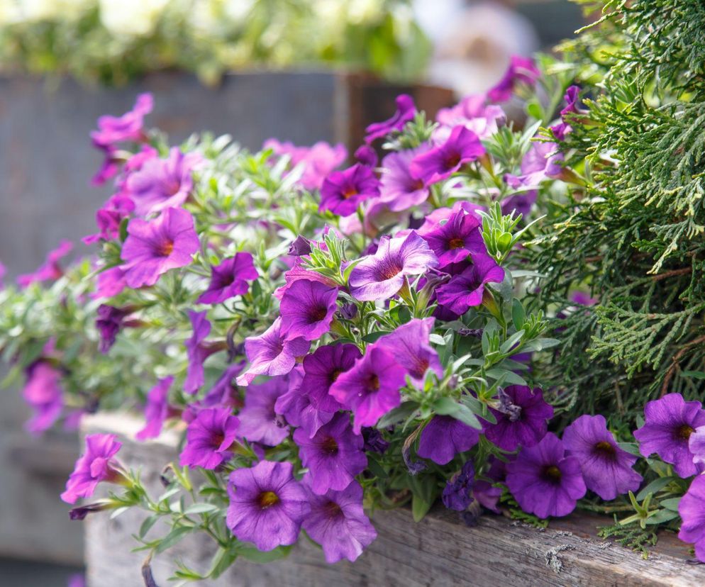 Petunia
