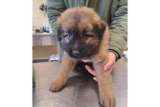 Porzucił zaniedbane szczeniaki na mrozie we Wrocławiu. Te słodziaki czekają na nowy dom