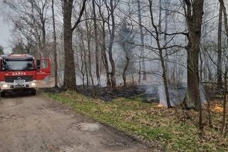 Wzniecał pożary w lasach. Podpalacz z Kuźni Raciborskiej zatrzymany. To 14-latek