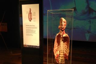 Body Worlds - wystawa z ludzkich ciał już w Warszawie! [WIDEO, ZDJĘCIA]
