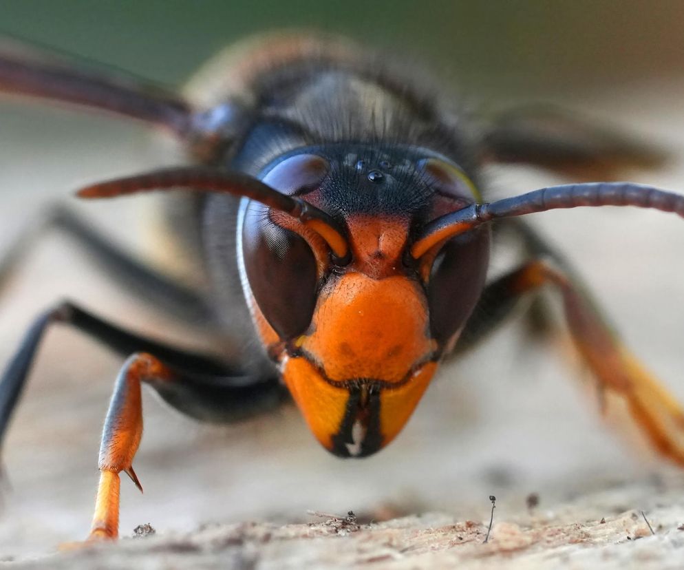 Inwazyjne szerszenie rozprzestrzeniają się w Europie. Eksperci biją na alarm