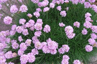 Zawciąg nadmorski - Armeria maritima