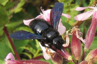 Gigantyczne czarne i fioletowe pszczoły w Polsce! Kiedy mogą zaatakować? 