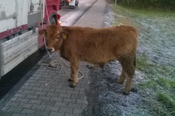 Lubelskie: Byki uciekły po wypadku! Krótko cieszyły się wolnością