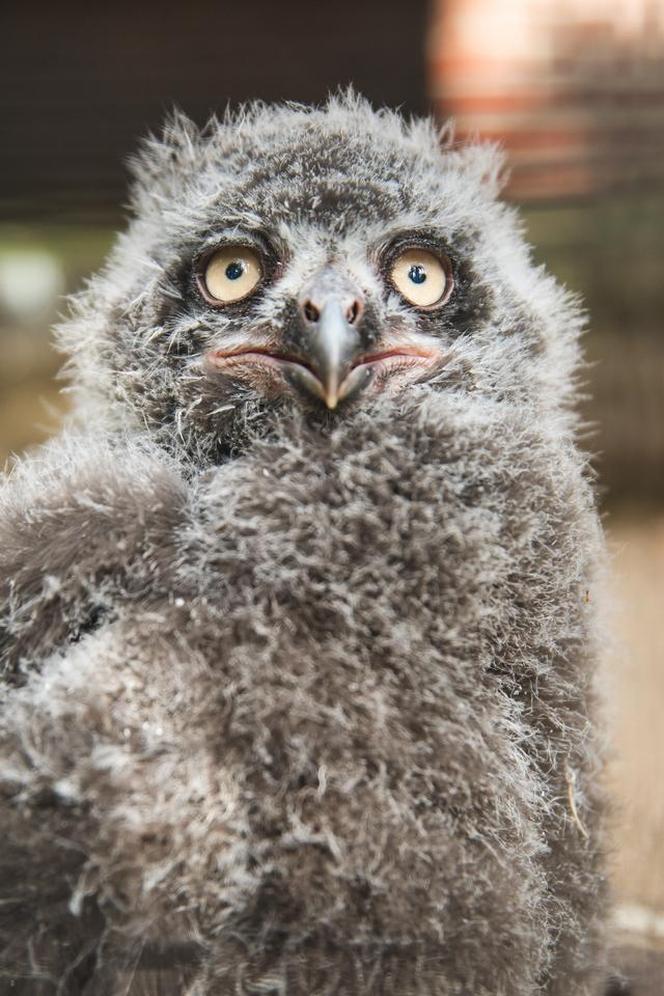 We Wrocławskim zoo wykluły się śnieżnobiałe puchacze. Są rozkoszne!