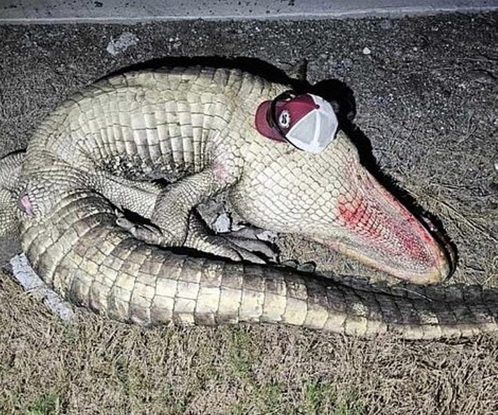 Samochód zderzył się z aligatorem! Nie żyje matka, ranne dzieci