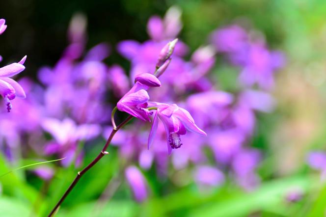 storczyk bletilla pasiasta