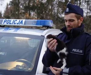 Wałeccy policjanci uratowali kota, teraz szukają dla niego nowego domu